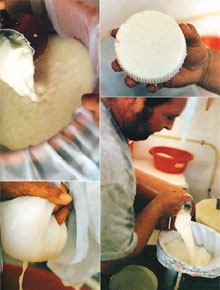 Chloro Cheese 